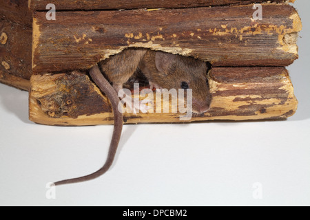 Hausmaus (Mus Musculus). Entstehen aus einem Loch durch einen Holz-Pflanzen-Behälter gekaut. Stockfoto