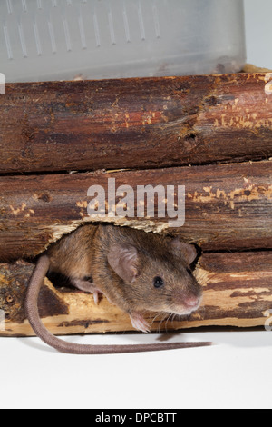 Hausmäuse (Mus Musculus). Aus einem Loch in der Seite des hölzernen Übertopf gekaut. Stockfoto