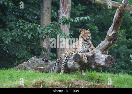 Sri Lanka-Leopard (Panthera Pardus Kotiya). Vom Aussterben bedrohte Unterart. Banham Zoo. Norfolk. England. Stockfoto