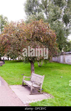 Leere Holzbank im Stadtpark Stockfoto
