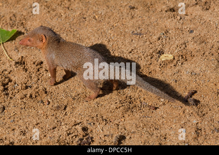 Dwarf Mongoose (Helogale Parvula). Stockfoto