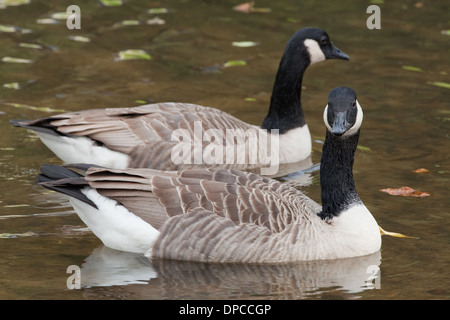 Kanadagans (Branta Canadensis). Fluß Thet. Thetford. Norfolk. Stockfoto