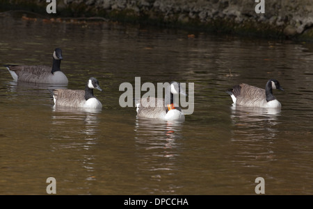 Kanadagans (Branta Canadensis). Zentrum Vogel Kunststoff Identifikation Halskrause tragen. Fluß Thet. Thetford. Norfolk. Stockfoto