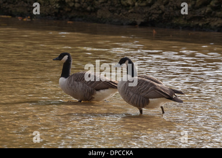 Kanadagans (Branta Canadensis). Paar waten im seichten Wasser des Flusses Thet. Thetford. Norfolk. Stockfoto