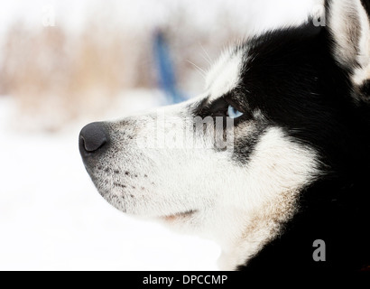 Porträt von eine schöne blaue Augen Siberian Husky Hund Stockfoto