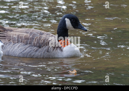 Kanadagans (Branta Canadensis). Kunststoff Identifikation Halskrause tragen. Fluß Thet. Thetford. Norfolk. Stockfoto