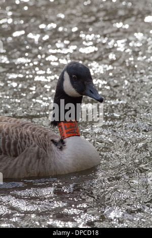 Kanadagans (Branta Canadensis). Gans eine orange Kunststoff Identifikation Halskrause tragen. Forschung Vogelbewegungen, Langlebigkeit Stockfoto