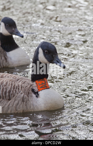 Kanadagans (Branta Canadensis). Nächstgelegenen Vogel eine orange Kunststoff Identifikation Halskrause tragen. Forschung Vogelbewegungen. Stockfoto