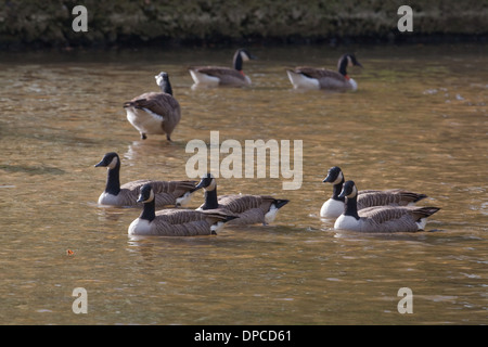 KANADAGANS (Branta Canadensis).  Fluß Thet. Norfolk. VEREINIGTES KÖNIGREICH. Stockfoto