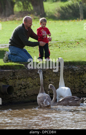 Höckerschwäne (Cygnus Olor) eingeführt und durch einen Sohn und eine sorgfältige Vater gefüttert. Fluß Thet. Norfolk. East Anglia. Stockfoto