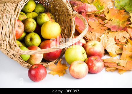 Apfel im Korb, Streuung auf weißem Hintergrund Stockfoto