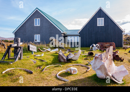 Walknochen in Djúpalónssandur Museum, Island Stockfoto