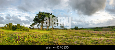 Föhren Bäume an Robin Hood Klumpen im New Forest, die Bäume werden gepflanzt, auf einem alten Bronzezeit Disk Barrow. Stockfoto