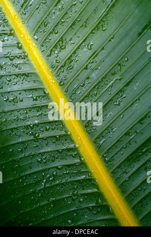 Die leuchtende gelben, die primäre oder zentrale Vene (Mittelrippe) dieses Foto von einem großen grünen Blatt diagonal durchquert bestreut mit dem Morgentau. Stockfoto