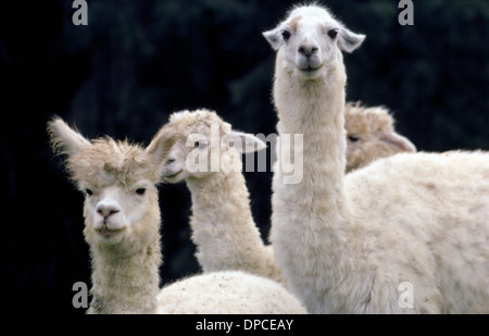 Ein charmantes Porträt von vier weißen Lamas (Lama Glama) und Alpakas (Vicugna Pacos) Leben in den Anden von Peru in Südamerika. Stockfoto