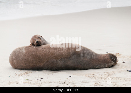 Galapagos-Seelöwen-Erwachsene und Welpen schlafen Stockfoto