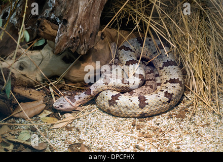 Gebänderten Felsen-Klapperschlange, Crotalus Lepidus Klauberi Stockfoto