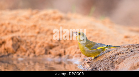 Europäischen Grünfink, (Zuchtjahr Chloris), ist ein kleiner Singvogel Vogel in der Fink-Familie Fringillidae. Stockfoto