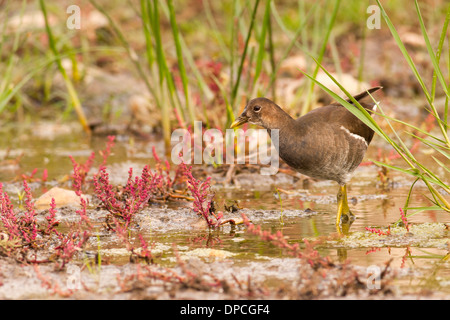 Juvenile Teichhühner (Gallinula Chloropus) Bilder aus dem Monat in Ein Afek Nature Reserve, Israel im November Stockfoto