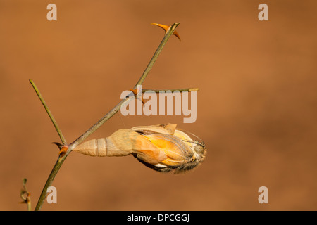 Ein Set von 3 Bildern der großen Lachs arabischen Schmetterling (Colotis Fausta Syn Madais Fausta) als es ergibt sich aus seinem Kokon. Stockfoto