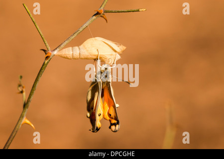 Ein Set von 3 Bildern der großen Lachs arabischen Schmetterling (Colotis Fausta Syn Madais Fausta) als es ergibt sich aus seinem Kokon. Stockfoto