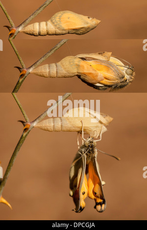 Ein Set von 3 Bildern der großen Lachs arabischen Schmetterling (Colotis Fausta Syn Madais Fausta) als es ergibt sich aus seinem Kokon. Stockfoto