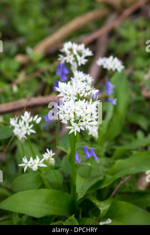 Bärlauch oder Bärlauch wächst mit Glockenblumen, Frühjahr 2013 Stockfoto