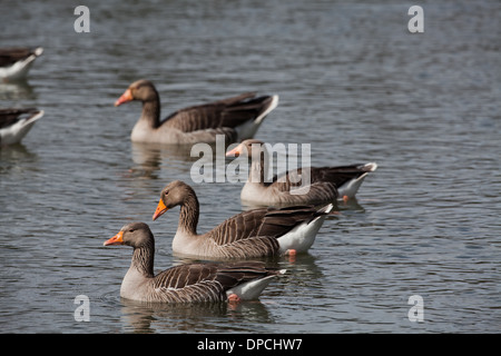 Graugänse (Anser Anser). Stockfoto