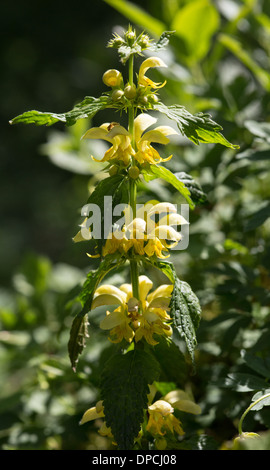 Gelbe Taubnessel oder gelbe Erzengel, Frühjahr 2013 Stockfoto