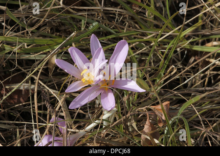 Wiese Safran, Herbstzeitlose Colchicum autumnale Stockfoto