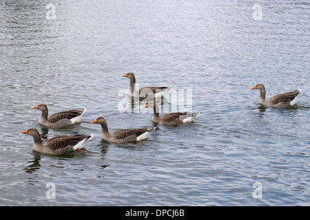 Western Graugänse (Anser Anser). Coltishall Common, River Bure, Norfolk. Stockfoto