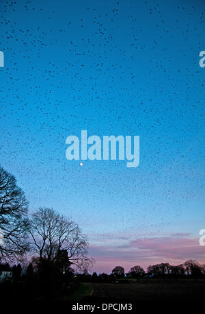 Eine riesige Herde oder Murmuration von Tausenden von Stare versammeln sich in klaren Himmel über Colemere Shropshire, England am Abend des Samstag, 11. Januar 2014 vor der Landung zum Schlafplatz im Schilf. Es wird vermutet, dass die Stare in so großen Gruppen als Verteidigung gegen Raubtiere zu sammeln.   Hier sind die Vögel über den Sonnenuntergang Himmel mit Mond, zeigt Machenschaften. Stockfoto