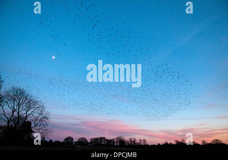 Eine riesige Herde oder Murmuration von Tausenden von Stare versammeln sich in klaren Himmel über Colemere Shropshire, England am Abend des Samstag, 11. Januar 2014 vor der Landung zum Schlafplatz im Schilf. Es wird vermutet, dass die Stare in so großen Gruppen als Verteidigung gegen Raubtiere zu sammeln. Hier sind die Vögel über den Sonnenuntergang Himmel mit Mond, zeigt Machenschaften. Stockfoto