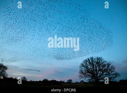 Eine riesige Herde oder Murmuration von Tausenden von Stare versammeln sich in klaren Himmel über Colemere Shropshire, England am Abend des Samstag, 11. Januar 2014 vor der Landung zum Schlafplatz im Schilf. Es wird vermutet, dass die Stare in so großen Gruppen als Verteidigung gegen Raubtiere zu sammeln Stockfoto