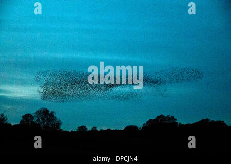 Eine riesige Herde oder Murmuration von Tausenden von Stare versammeln sich in klaren Himmel über Colemere Shropshire, England am Abend des Samstag, 11. Januar 2014 vor der Landung zum Schlafplatz im Schilf. Es wird vermutet, dass die Stare in so großen Gruppen als Verteidigung gegen Raubtiere zu sammeln.  Dieses Bild zeigt die Herde sammeln in einem dichten Mas kurz vor der Landung zum Schlafplatz wenn es fasst dunkel ist. Stockfoto