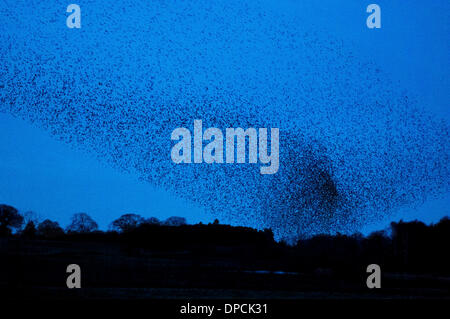 Eine riesige Herde oder Murmuration von Tausenden von Stare versammeln sich in klaren Himmel über Colemere Shropshire, England am Abend des Samstag, 11. Januar 2014 vor der Landung zum Schlafplatz im Schilf. Es wird vermutet, dass die Stare in so großen Gruppen als Verteidigung gegen Raubtiere zu sammeln.  Dieses Bild zeigt die Herde sammeln in eine dichte Masse als das Land der Vögel zum Schlafplatz, wenn es fast dunkel ist Stockfoto