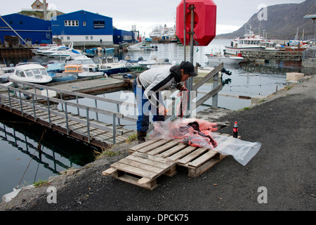 Grönland, Qeqqata Gemeinde Sisimiut (aka Holsteinsborg), oberhalb des Polarkreises. Stockfoto