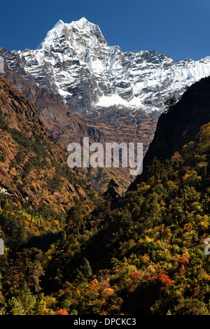 Bäume im Herbst Farbe füllen Thado Koshi Khola unter Schnee bedeckten Kusum Kanguru im nepalesischen Himalaya Stockfoto