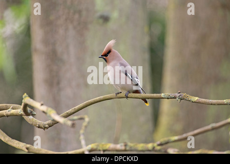 Seidenschwanz (Bombycilla Garrulus) Stockfoto