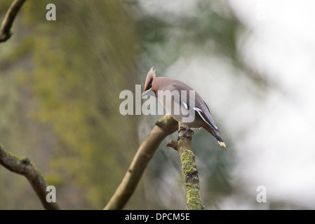 Seidenschwanz (Bombycilla Garrulus) Stockfoto