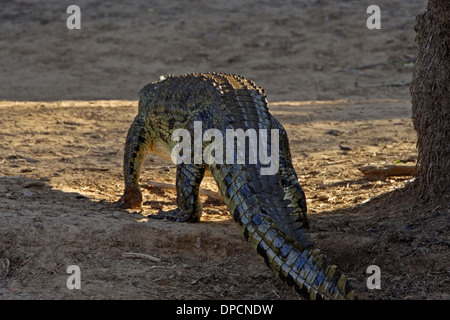 Nil-Krokodil (Crocodylus Niloticus), zu Fuß von hinten gesehen Stockfoto