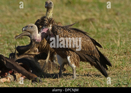 Juvenile Rüppell Griffon (abgeschottet Rueppellii) und juvenile Weißrückenspecht Geier (abgeschottet Africanus) im Hintergrund Stockfoto