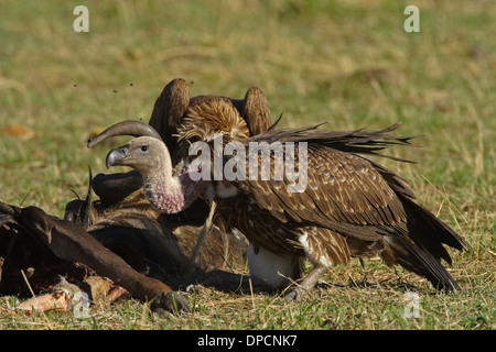 Juvenile Rüppell Griffon (abgeschottet Rueppellii) und juvenile Weißrückenspecht Geier (abgeschottet Africanus) im Hintergrund Stockfoto