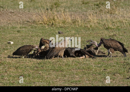 Juvenile Rüppell Griffon (abgeschottet Rueppellii), 2 juvenile Weißrückenspecht Geier (abgeschottet Africanus) und Kapuzen (Necrosyrtes Monachus) Stockfoto