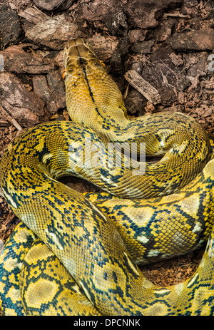 Schlange kriecht auf der Erde. Nahaufnahme Stockfoto