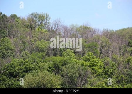 Toten Eschen von Ash Borer Käfer Cincinnati Ohio Stockfoto