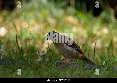 Gemeinsamen Bulbul (Pycnonotus Barbatus) Trinkwasser Stockfoto