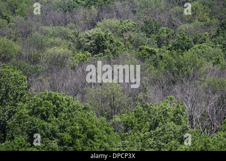 Toten Eschen von Ash Borer Käfer Cincinnati Ohio Stockfoto