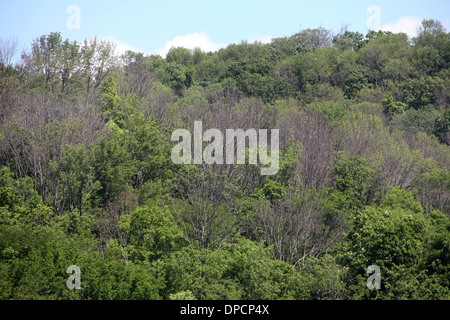 Toten Eschen von Ash Borer Käfer Cincinnati Ohio Stockfoto