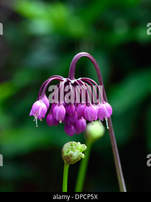 Allium Cernuum lila Blume Blumen Blüte nickend Zwiebeln Dame Lauch Zwiebeln Pflanzen Porträts nicken rosa Zwiebeln wilde Zwiebel Stockfoto